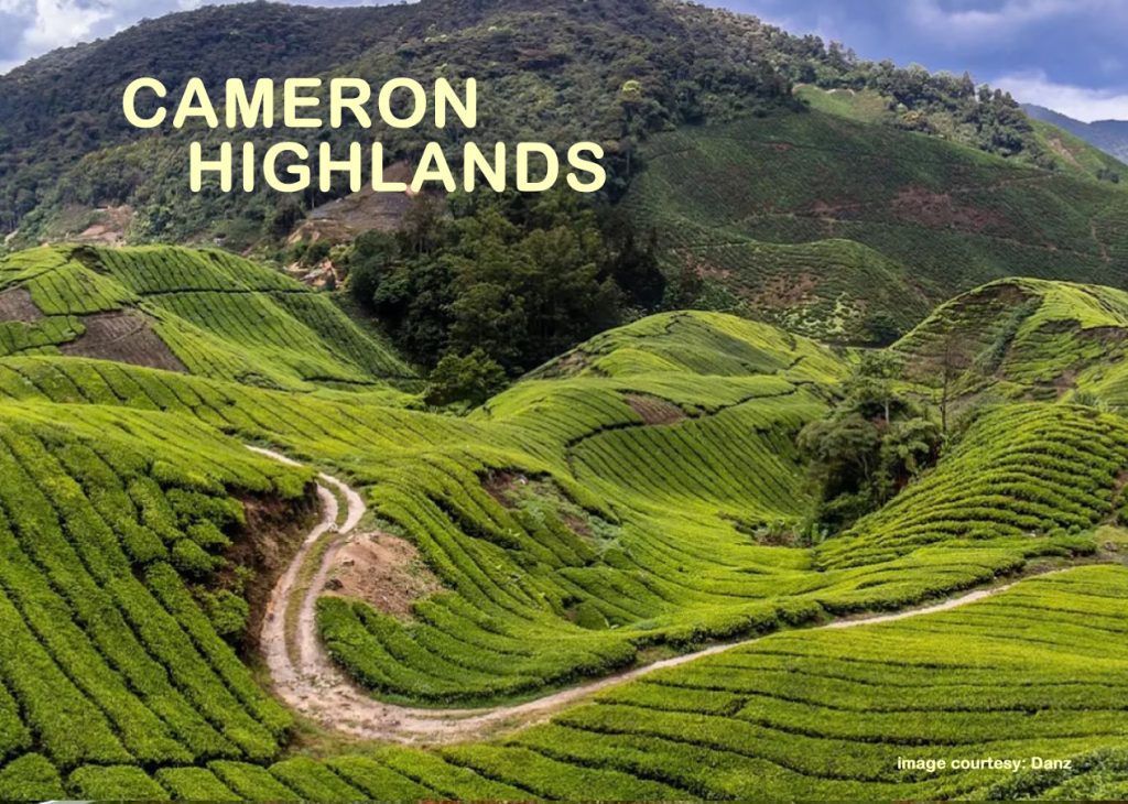camern highlands Tea Plantations